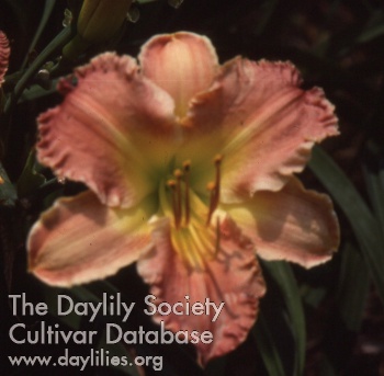 Daylily Savannah Art